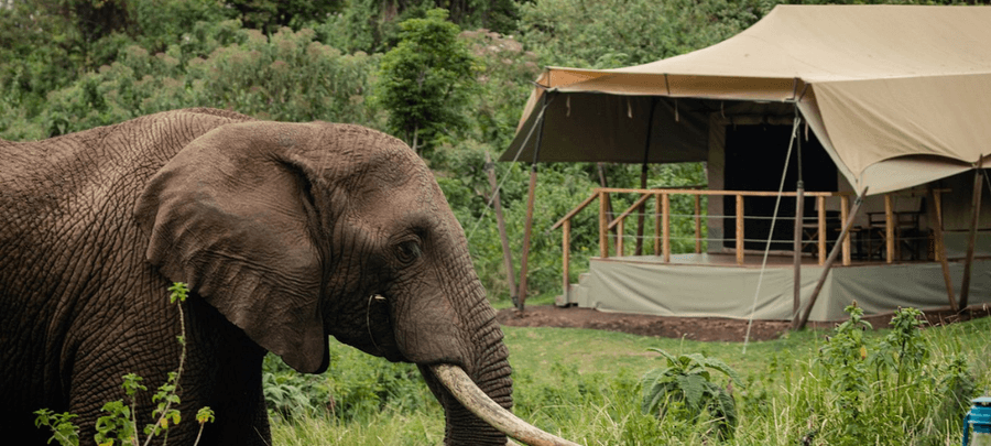 Elephant in the camp