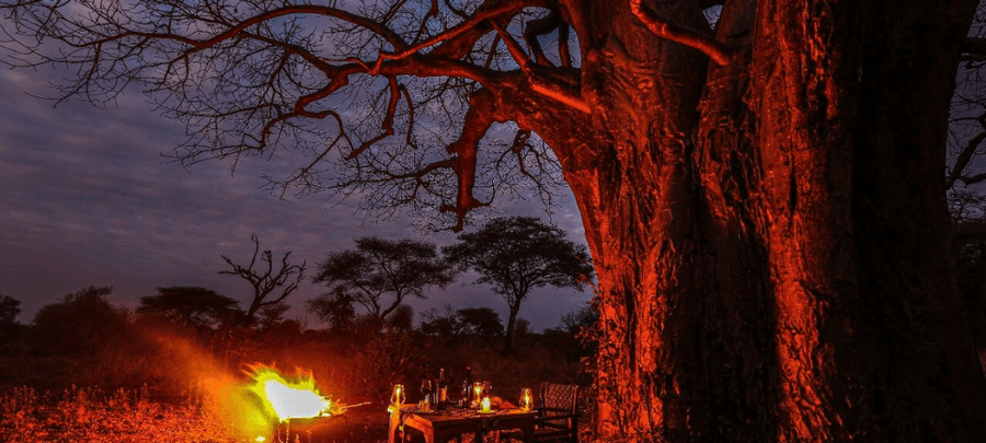 A magical nighttime safari scene featuring a glowing campfire set beneath a towering ancient baobab tree illuminated in warm red light. Lanterns and a rustic outdoor dining setup…