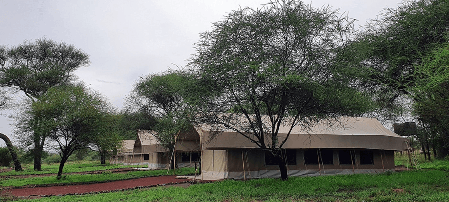 Large safari tents are set among lush green grass and scattered acacia trees, creating a tranquil wilderness camp setting. A winding red-earth pathway leads through the camp, whil…