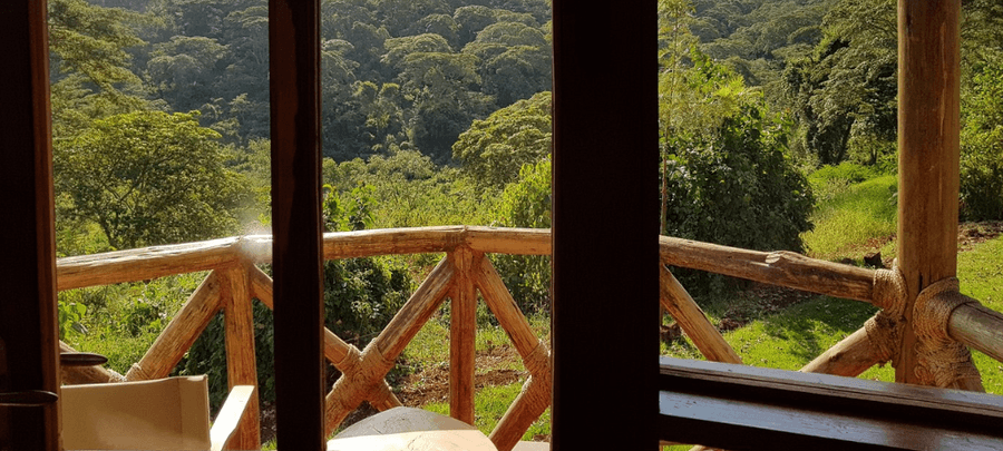 View from a rustic wooden balcony overlooking dense green forest scenery, with sunlight filtering through the trees and natural wooden railings in the foreground.