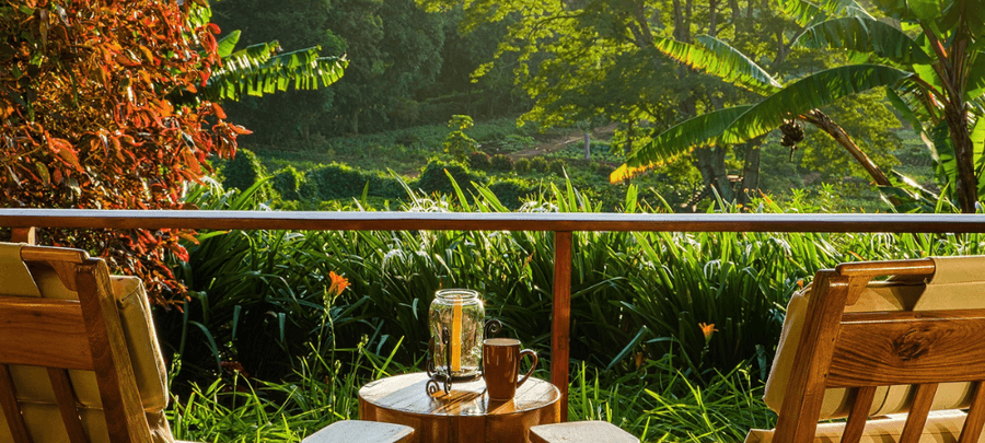 Peaceful outdoor seating area with wooden chairs and a small table overlooking lush tropical greenery, surrounded by vibrant plants and warm natural sunlight.