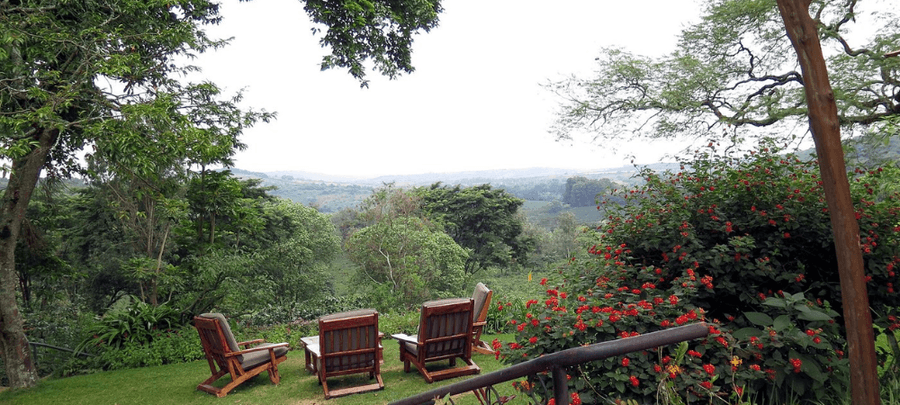 Peaceful garden viewpoint with wooden lounge chairs overlooking lush green hills, surrounded by tall trees and vibrant red flowering bushes.