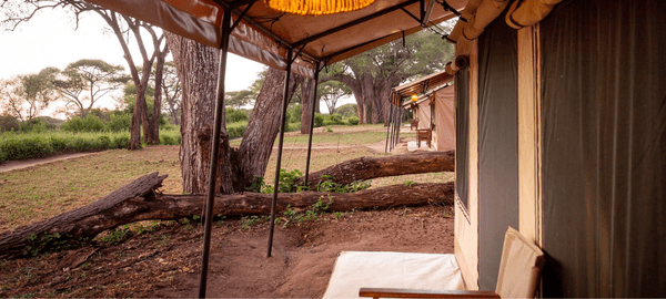 A peaceful view from the entrance of a luxury safari tent overlooking open grassland dotted with tall acacia trees. Canvas tents line a natural dirt pathway, while fallen tree tru…