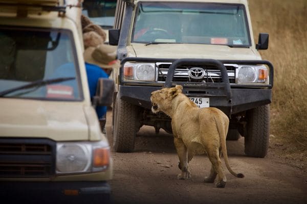 Safari game drive north part Tanzania