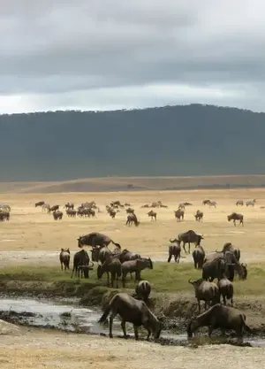 Tanzania safari itinerary Tarangire, North Serengeti, Central Serengeti & Ngorongoro — Serengeti, Ngorongoro & bush camps with Ascend Tanzania