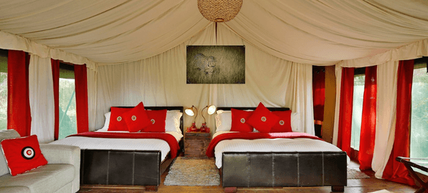 A spacious safari tent bedroom with two large beds dressed in white linens and bright red accent pillows beneath a draped fabric ceiling. Soft lighting, wildlife artwork, and floo…
